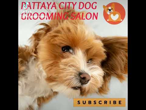 AMAZING SERVICE ! PATTAYA DOG GROOMING SALON SHOP – 209 / 17 SOI KHAO TALO, CALL: 0962 939 454