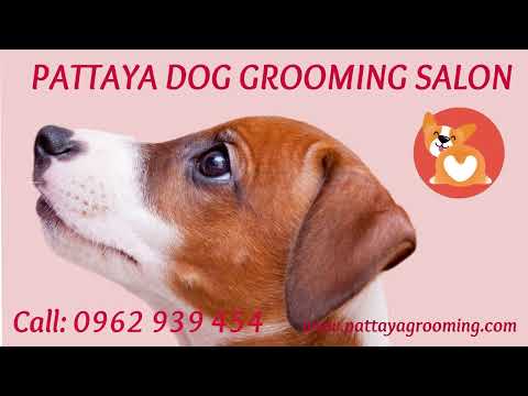 BEST DOG GROOMERS IN PATTAYA ! PATTAYA DOG GROOMING SALON & PET SHOP IN SOI KHAO TALO.
