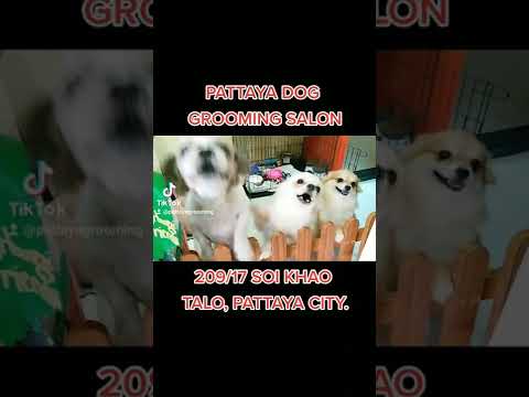 CHEAP PRICE HAIRCUTS IN PATTAYA ! SHAVING, TRIMMING, CLIPPING, DOG GROOMING SALON – SUBSCRIBE