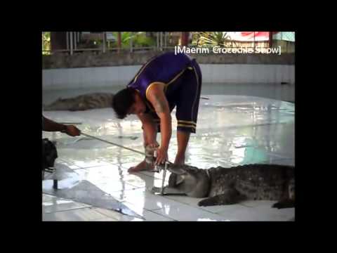 Crocodile Dentist!  Maerim Crocodile Show