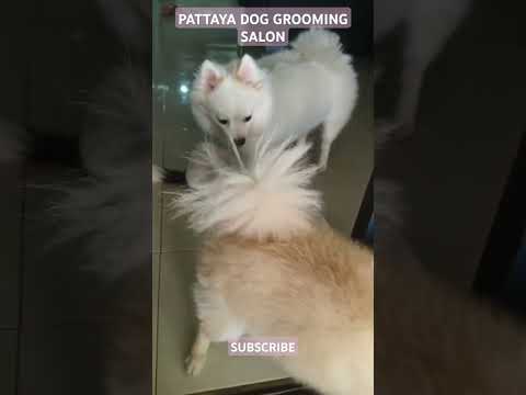 DOG HAIR SALON & BEAUTY SHOP IN PATTAYA CITY, HAIRDRESSING & GROOMING SHOP.