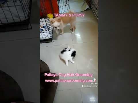 FRIENDS FOR LIFE ! PUPPY LOVE TAMMY & SANDY PLAYING @pattayadoggrooming SALON & SHOP
