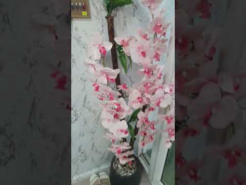 Nail salon #shorts #tailand #pattaya #nail #salonnails