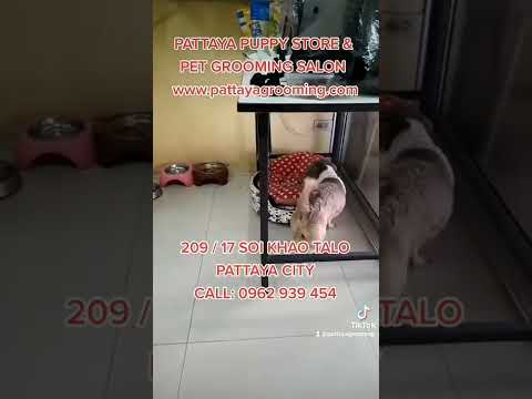 PATTAYA PUPPY STORE & PET GROOMING SALON IN PATTAYA CITY THAILAND, DOG & CAT GROOMERS – SUBSCRIBE.