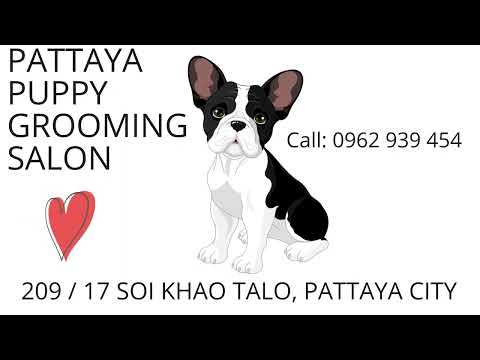 PUPPY GROOMING IN PATTAYA, PUPPY GROOMERS PATTAYA, PUPPY GROOMER SHOP, SALON SERVICE – SUBSCRIBE Pls