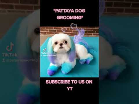 SUPERSTARS ! PUPPY SUPERSTARS AT PATTAYA DOG GROOMING SALON, 209/17 SOI KHAO TALO – SUBSCRIBE